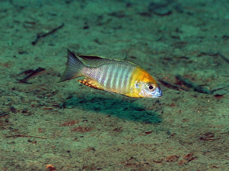 Lethrinops sp. 'yellow collar' Liwani